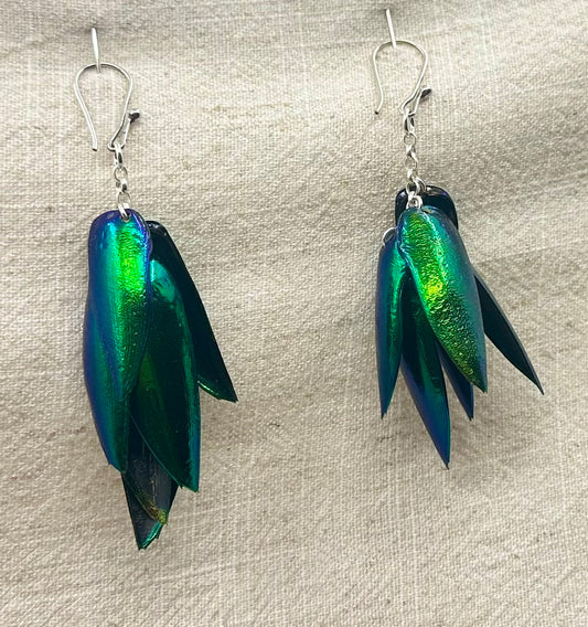 Jewelbeetle wing earrings